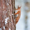 Red squirrel (Sciurus vulgaris) scaling pine tree in snow, Scotland, December